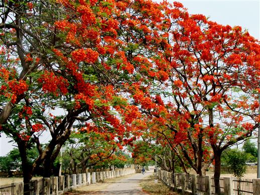 Delonix regia